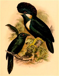 The birds of Celebes and the neighbouring islands - XXXVI