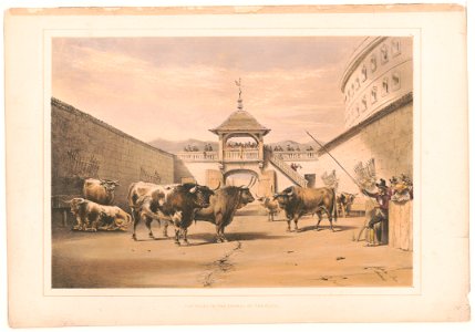 The bulls in the corral of the plaza - Lake Price, Madrid. LCCN99404245