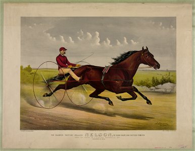 The champion trotting Stallion Nelson, by Young Rolfe, dam Gretchen by Gideon- Owned and driven by C.H. Nelson, Waterville, Me. LCCN90715813