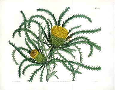 The Botanical Magazine. Pl 1582. Long Leaved Dryandra. Free illustration for personal and commercial use.