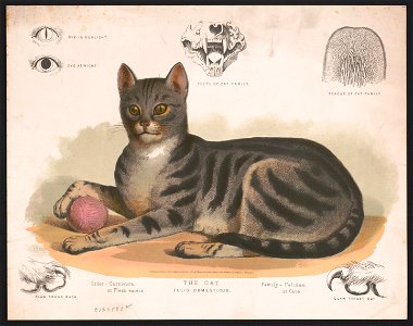 The cat - Felis domesticus LCCN2017660723