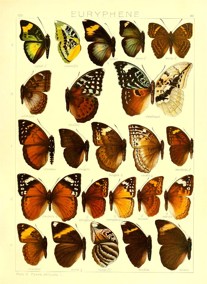 SeitzFaunaAfricanaXIIITaf40