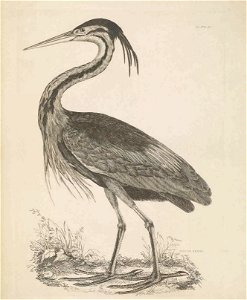 Selby's Illustrations of British ornithology Volume 2 Water birds Plate III