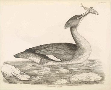 Selby's Illustrations of British ornithology Volume 2 Water birds Plate LVII