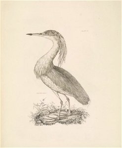 Selby's Illustrations of British ornithology Volume 2 Water birds Plate VI