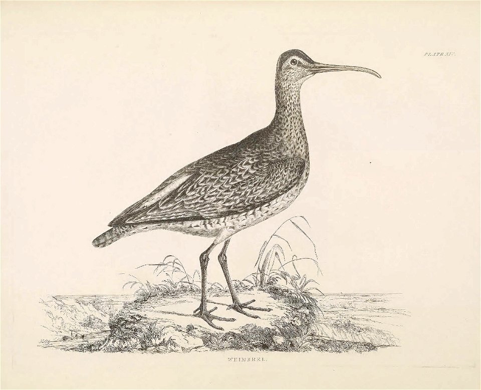 Selby's Illustrations of British ornithology Volume 2 Water birds Plate XIVbis