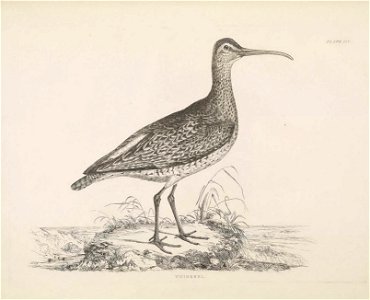 Selby's Illustrations of British ornithology Volume 2 Water birds Plate XIVbis