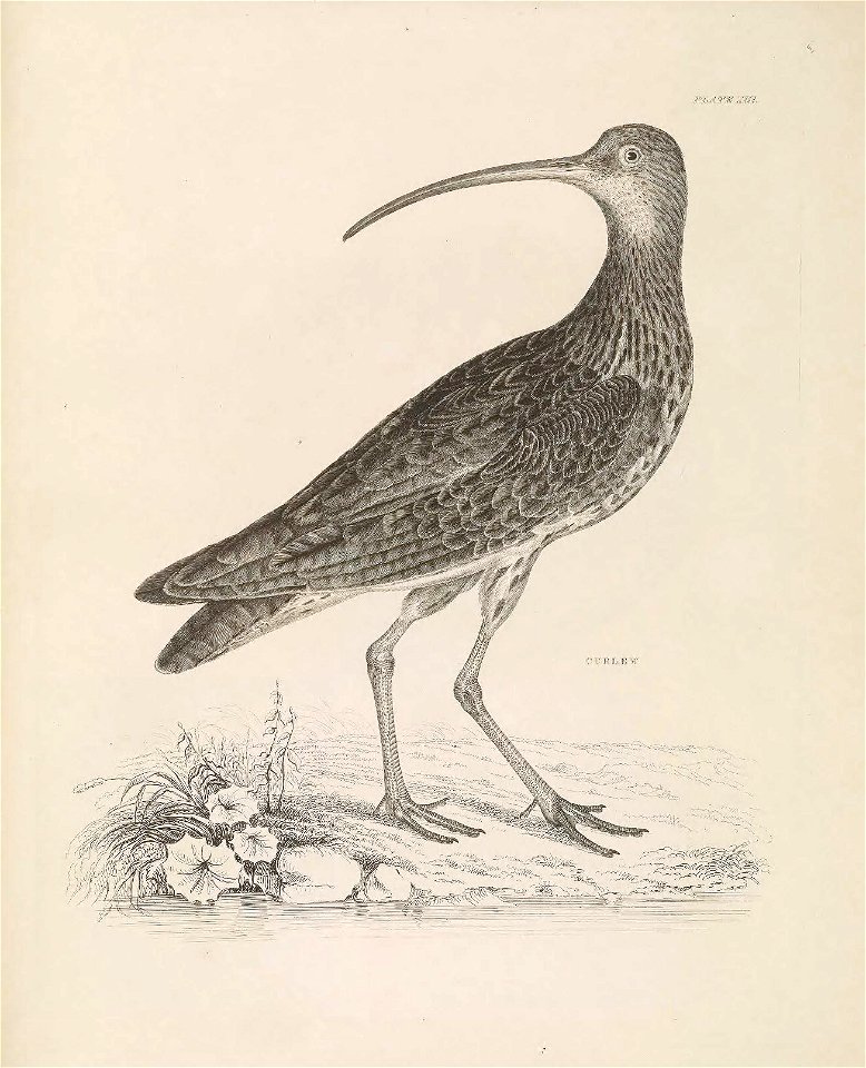 Selby's Illustrations of British ornithology Volume 2 Water birds Plate XIII