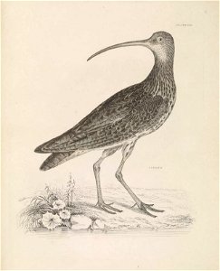 Selby's Illustrations of British ornithology Volume 2 Water birds Plate XIII