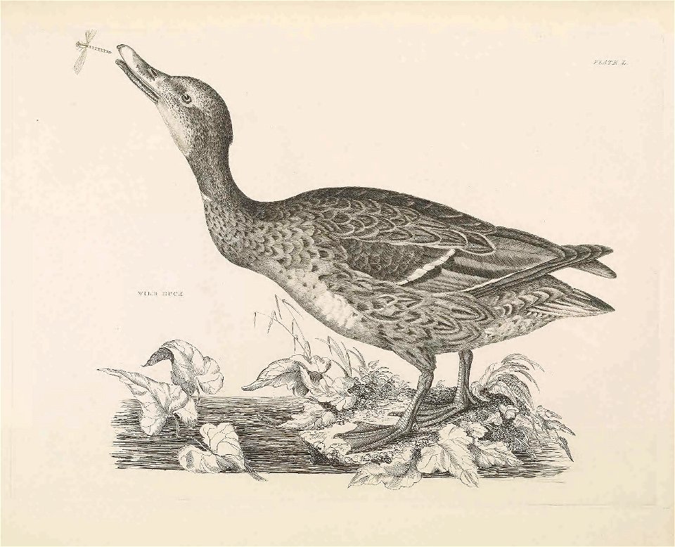 Selby's Illustrations of British ornithology Volume 2 Water birds PlateL