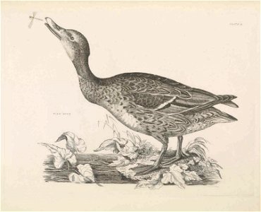 Selby's Illustrations of British ornithology Volume 2 Water birds PlateL