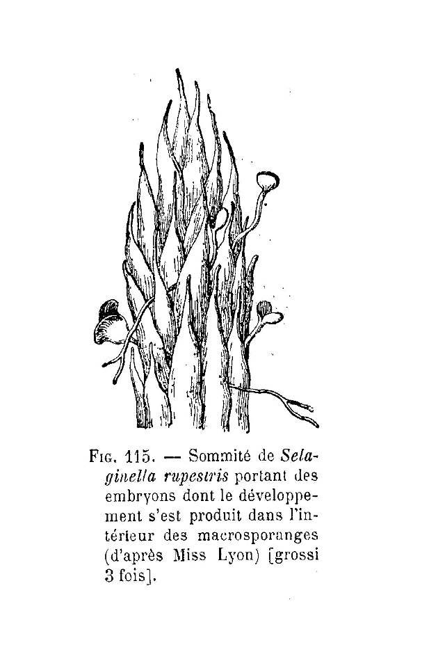 Selaginella rupestris - sommité
