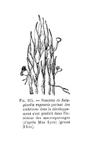 Selaginella rupestris - sommité