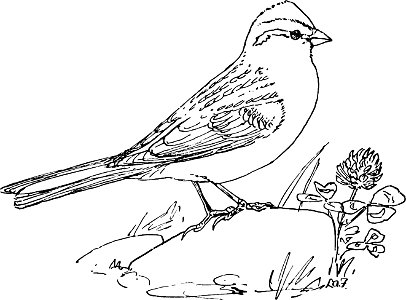 The Chipping Sparrow-MBS 42