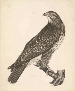 Selby's Illustrations of British ornithology Volume 1 Land birds Plate VI