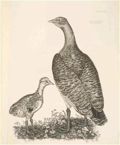 Selby's Illustrations of British ornithology Volume 1 Land birds Plate LXIVbis