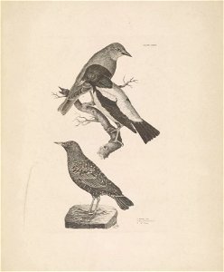 Selby's Illustrations of British ornithology Volume 1 Land birds Plate XXVI