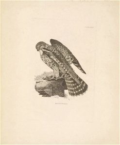 Selby's Illustrations of British ornithology Volume 1 Land birds Plate XVIIIbis