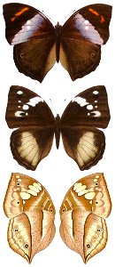 SeitzFaunaAfricanaXIIITaf49, Kallimoides rumia ♂, ♀ & U