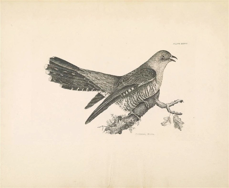 Selby's Illustrations of British ornithology Volume 1 Land birds Plate XXXVII
