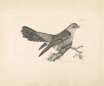 Selby's Illustrations of British ornithology Volume 1 Land birds Plate XXXVII