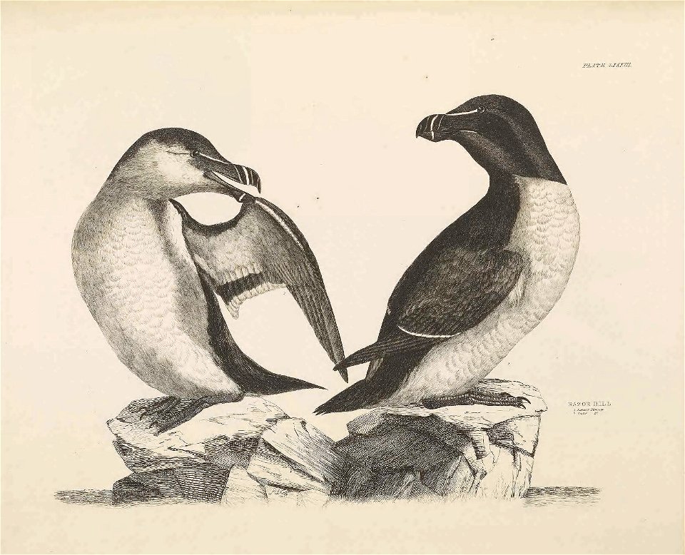 Selby's Illustrations of British ornithology Volume 2 Water birds Plate LXXXIII