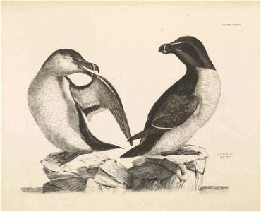 Selby's Illustrations of British ornithology Volume 2 Water birds Plate LXXXIII