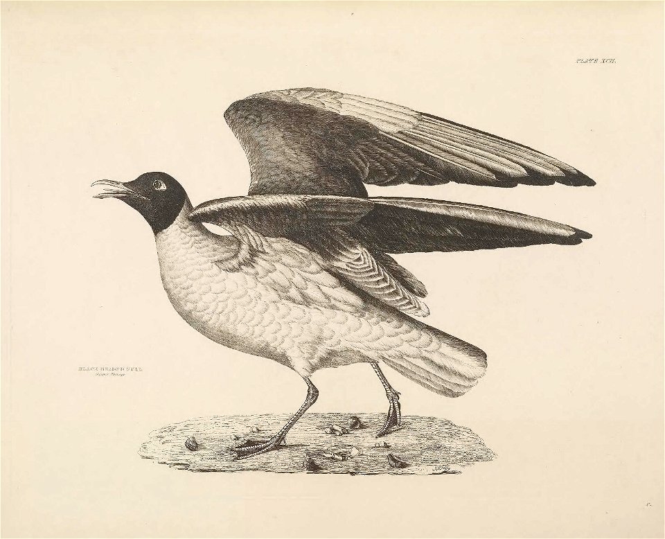 Selby's Illustrations of British ornithology Volume 2 Water birds Plate XCII