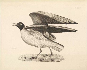 Selby's Illustrations of British ornithology Volume 2 Water birds Plate XCII