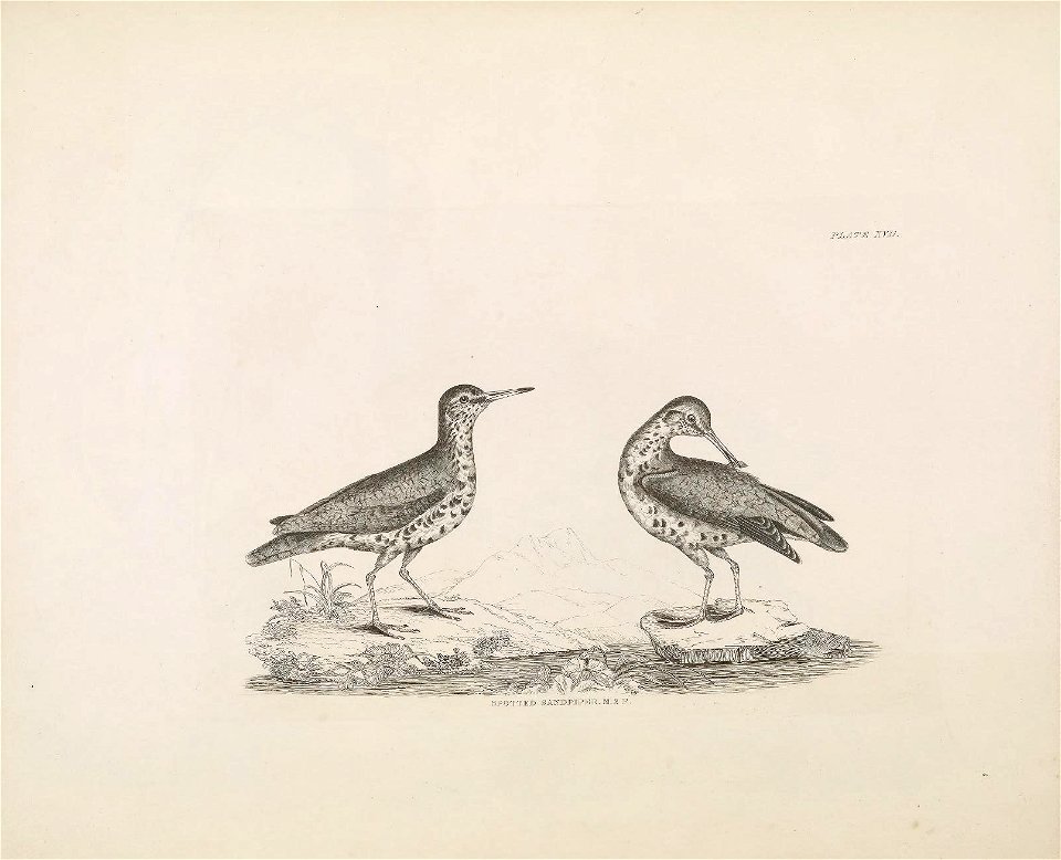 Selby's Illustrations of British ornithology Volume 2 Water birds Plate XVII