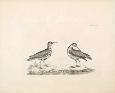Selby's Illustrations of British ornithology Volume 2 Water birds Plate XVII