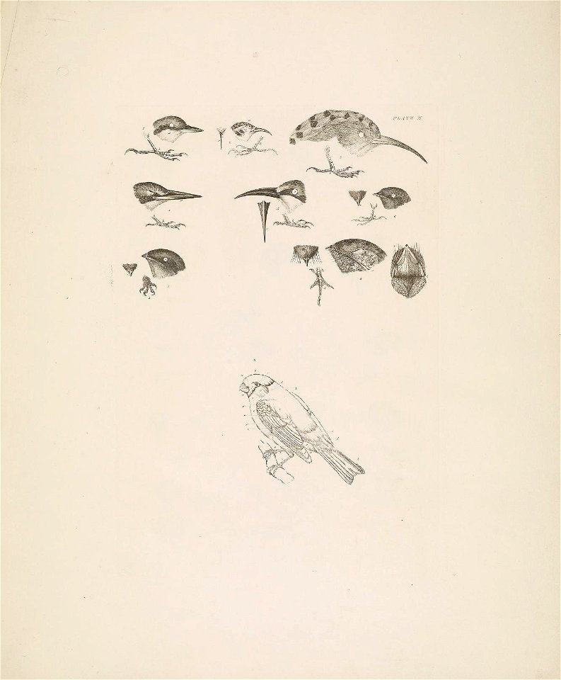Selby's Illustrations of British ornithology Volume 1 Land birds Plate II