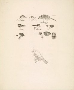 Selby's Illustrations of British ornithology Volume 1 Land birds Plate II