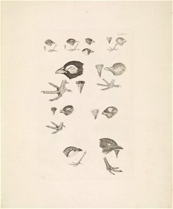 Selby's Illustrations of British ornithology Volume 1 Land birds Plate IV