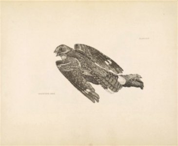 Selby's Illustrations of British ornithology Volume 1 Land birds Plate XLIIbis