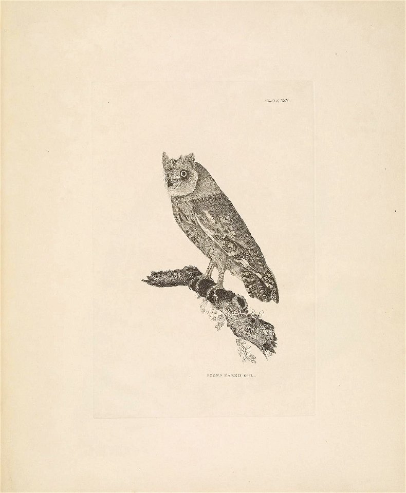 Selby's Illustrations of British ornithology Volume 1 Land birds Plate XXII