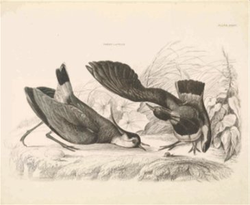 Selby's Illustrations of British ornithology Volume 1 Land birds Plate XXXIV