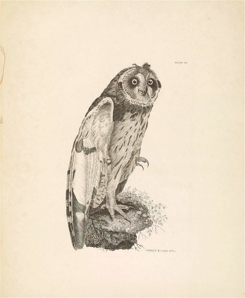 Selby's Illustrations of British ornithology Volume 1 Land birds Plate XXI