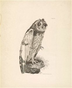 Selby's Illustrations of British ornithology Volume 1 Land birds Plate XXI