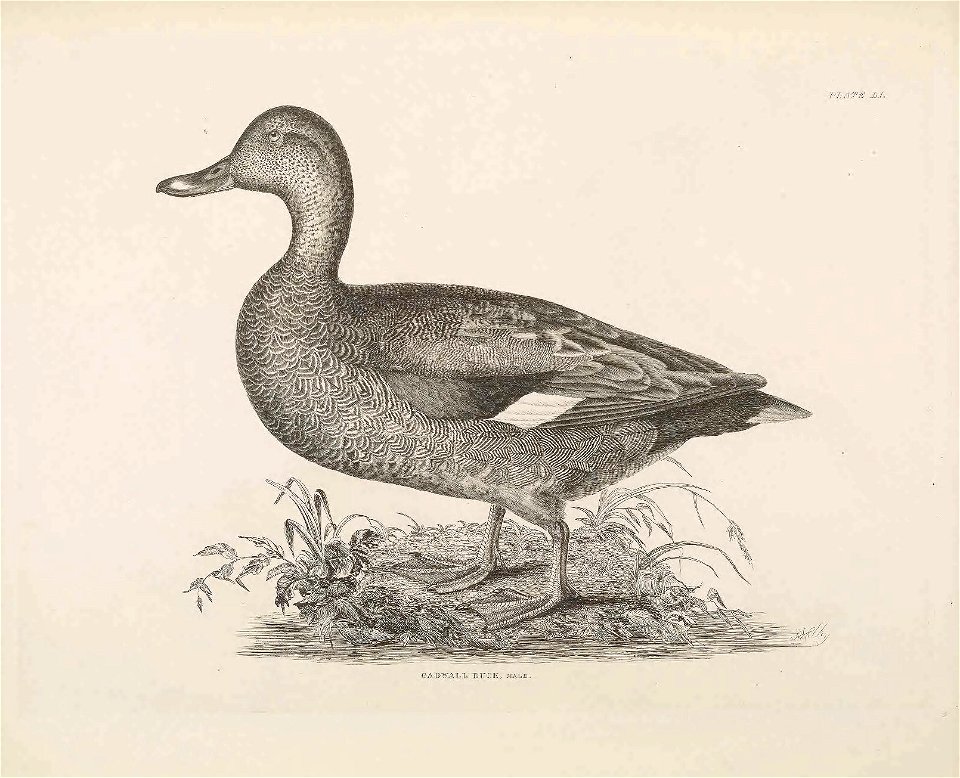 Selby's Illustrations of British ornithology Volume 2 Water birds Plate LI