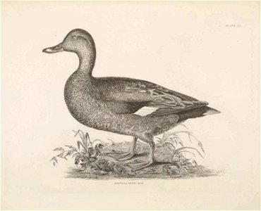 Selby's Illustrations of British ornithology Volume 2 Water birds Plate LI