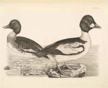Selby's Illustrations of British ornithology Volume 2 Water birds Plate LXII
