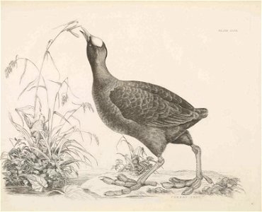 Selby's Illustrations of British ornithology Volume 2 Water birds Plate XXXII