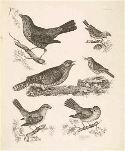 Selby's Illustrations of British ornithology Volume 1 Land birds Plate XLIII