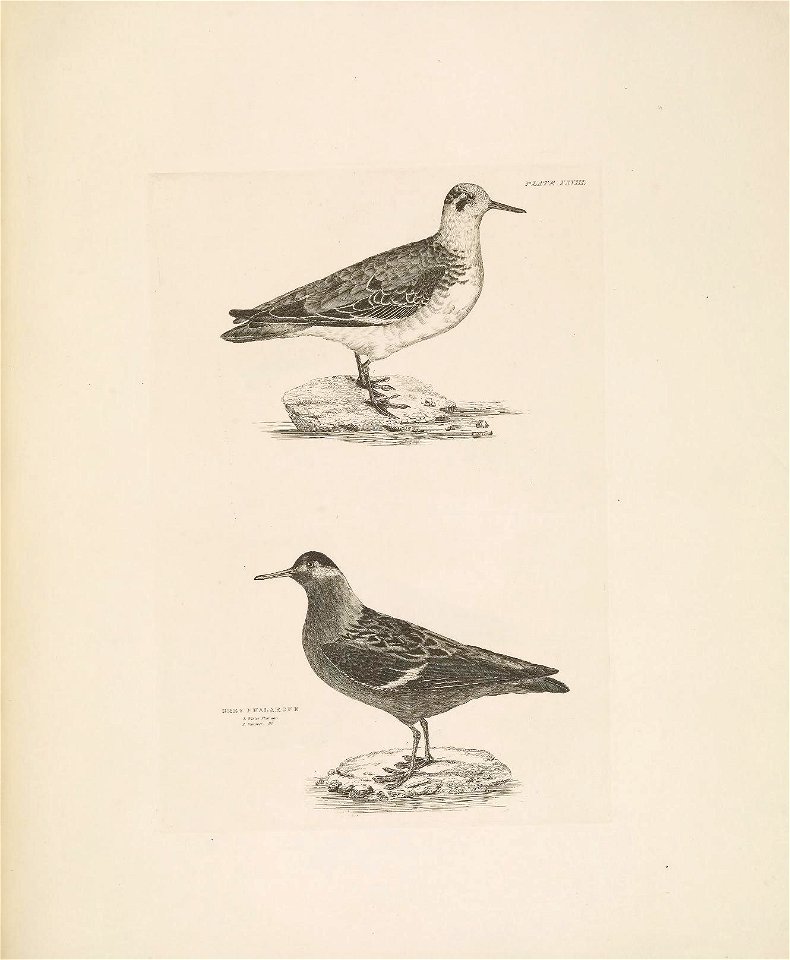Selby's Illustrations of British ornithology Volume 2 Water birds Plate XXVIII