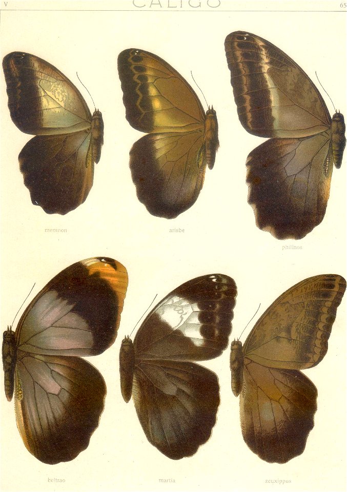 Seitz9FaunaIndoAustralicaPlate63