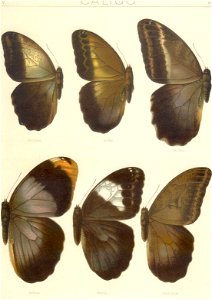 Seitz9FaunaIndoAustralicaPlate63