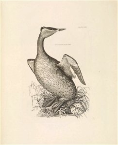 Selby's Illustrations of British ornithology Volume 2 Water birds Plate LXXII