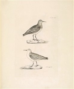 Selby's Illustrations of British ornithology Volume 2 Water birds Plate XXXVI