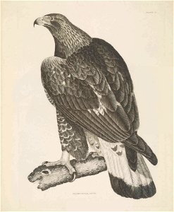 Selby's Illustrations of British ornithology Volume 1 Land birds Plate IIbis